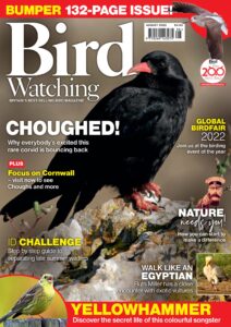 Bird Watching UK – August 2022