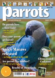 Parrots – August 2022
