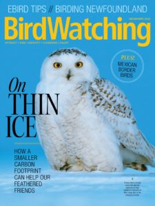 BirdWatching USA – December 2022