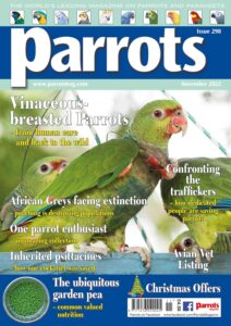 Parrots – November 2022