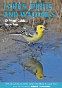 Bird ID Photo Guides – Issue 2 ,2022