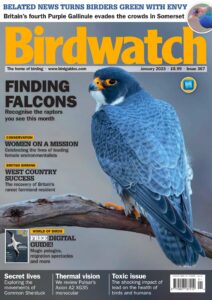 Birdwatch UK – January 2023