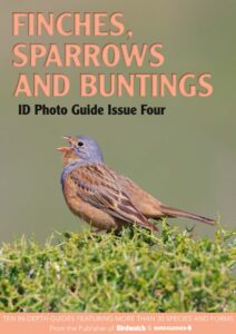 Bird ID Photo Guides – 09 January 2023