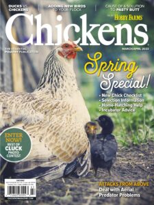Chickens – March-April 2023