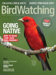 BirdWatching USA – April 2023