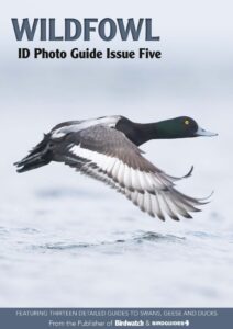 Bird ID Photo Guides – 06 February 2023