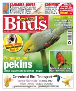 Cage & Aviary Birds – Issue 6250, February 08, 2023