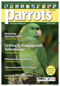 Parrots – March 2023