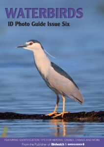 Bird ID Photo Guides – Issue Six 2023