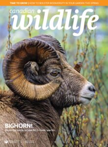 Canadian Wildlife – March-April 2023