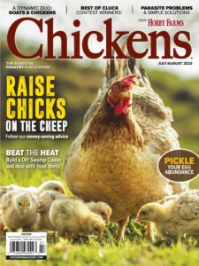 Chickens – July-August 2023