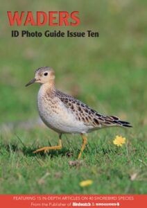 Bird ID Photo Guides – Waders, 2023